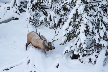 Picture of BULL ELK BY OBSIDIAN CREEK, YELLOWSTONE NATIONAL PARK