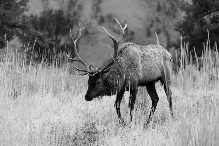 Picture of BULL ELK GRAZING IN MAMMOTH HOT SPRINGS, YELLOWSTONE NATIONAL PARK