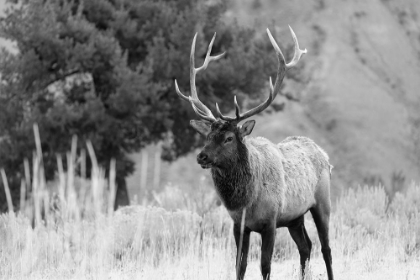 Picture of BULL ELK IN MAMMOTH HOT SPRINGS, YELLOWSTONE NATIONAL PARK