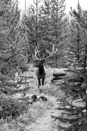 Picture of BULL ELK ON A TRAIL, YELLOWSTONE NATIONAL PARK