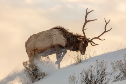 Picture of BULL ELK SEARCHES FOR FOOD, YELLOWSTONE NATIONAL PARK