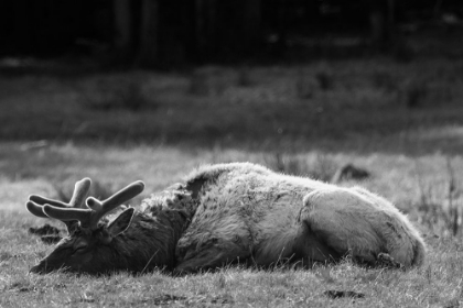 Picture of BULL ELK SLEEPING IN SPRING, YELLOWSTONE NATIONAL PARK