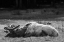 Picture of BULL ELK SLEEPING IN SPRING, YELLOWSTONE NATIONAL PARK