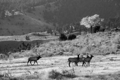 Picture of BULL ELK WITH HAREM, MAMMOTH HOT SPRINGS, YELLOWSTONE NATIONAL PARK