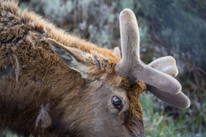 Picture of BULL ELK WITH VELVET ON ANTLERS, YELLOWSTONE NATIONAL PARK