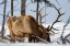 Picture of BULL ELK, BLACKTAIL DEER PLATEAU, YELLOWSTONE NATIONAL PARK