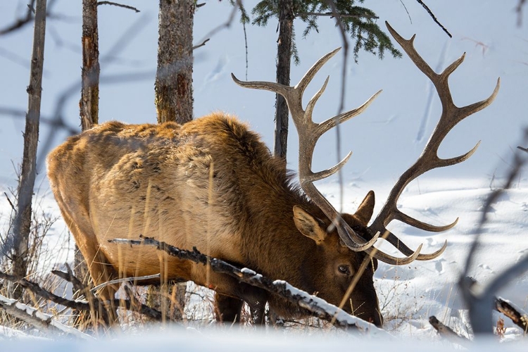 Picture of BULL ELK, BLACKTAIL DEER PLATEAU, YELLOWSTONE NATIONAL PARK