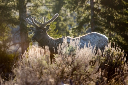 Picture of BULL ELK, BLACKTAIL DEER PLATEAU, YELLOWSTONE NATIONAL PARK