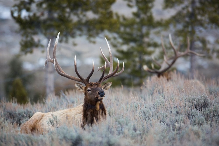 Picture of BULL ELK, BLACKTAIL DEER PLATEAU, YELLOWSTONE NATIONAL PARK