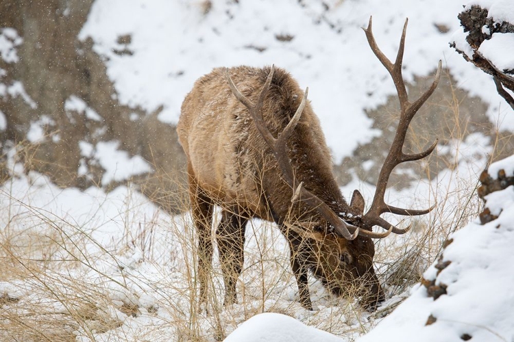 Picture of BULL ELK, GARDNER RIVER, YELLOWSTONE NATIONAL PARK