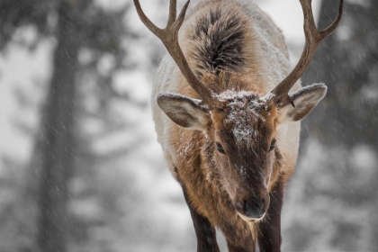 Picture of BULL ELK, MAMMOTH HOT SPRINGS, YELLOWSTONE NATIONAL PARK