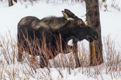 Picture of BULL MOOSE NEAR PEBBLE CREEK, YELLOWSTONE NATIONAL PARK