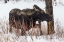 Picture of BULL MOOSE NEAR PEBBLE CREEK, YELLOWSTONE NATIONAL PARK