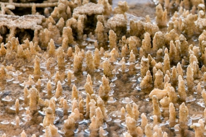 Picture of CALCIUM CARBONATE FORMATIONS, MAMMOTH HOT SPRINGS, YELLOWSTONE NATIONAL PARK