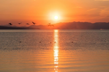 Picture of CANADA GEESE ON YELLOWSTONE LAKE, YELLOWSTONE NATIONAL PARK