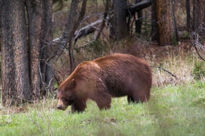 Picture of CINNAMON BLACK BEAR SODA BUTTE CREEK, YELLOWSTONE NATIONAL PARK