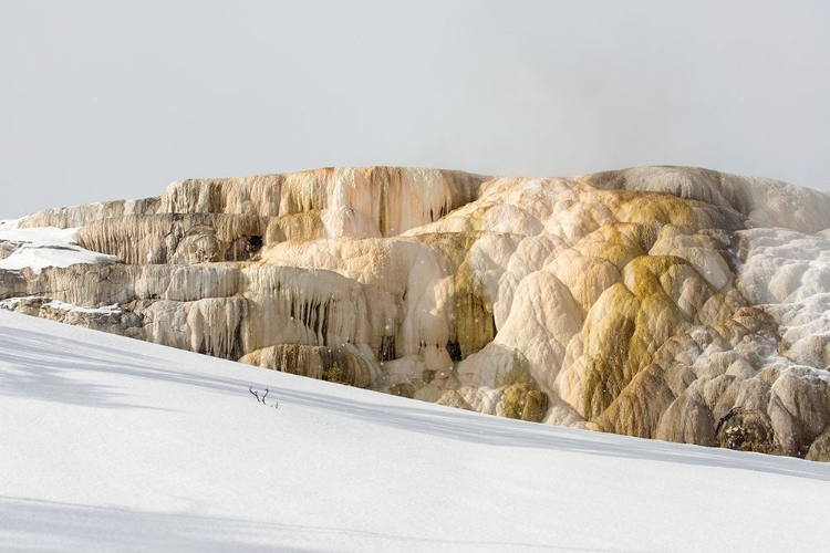 Picture of CLEOPATRA SPRING, MAMMOTH HOT SPRINGS, YELLOWSTONE NATIONAL PARK