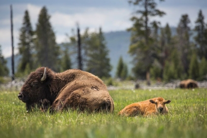 Picture of COW AND CALF BISON, FOUNTAIN FLAT DRIVE, YELLOWSTONE NATIONAL PARK