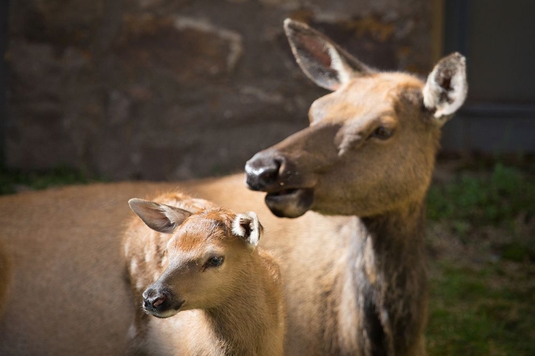 Picture of COW AND CALF ELK, YELLOWSTONE NATIONAL PARK