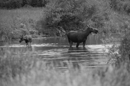Picture of COW AND CALF MOOSE, GALLATIN RIVER, YELLOWSTONE NATIONAL PARK