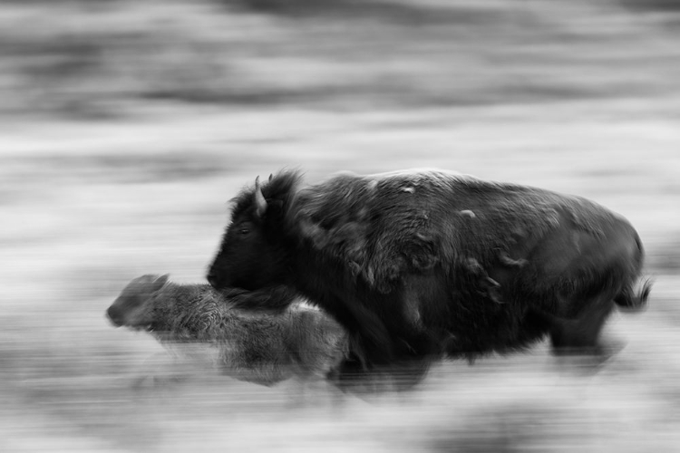 Picture of BISON COW AND CALF IN LAMAR VALLEY, YELLOWSTONE NATIONAL PARK