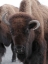 Picture of COW BISON ON NORTHEAST ENTRANCE ROAD, YELLOWSTONE NATIONAL PARK