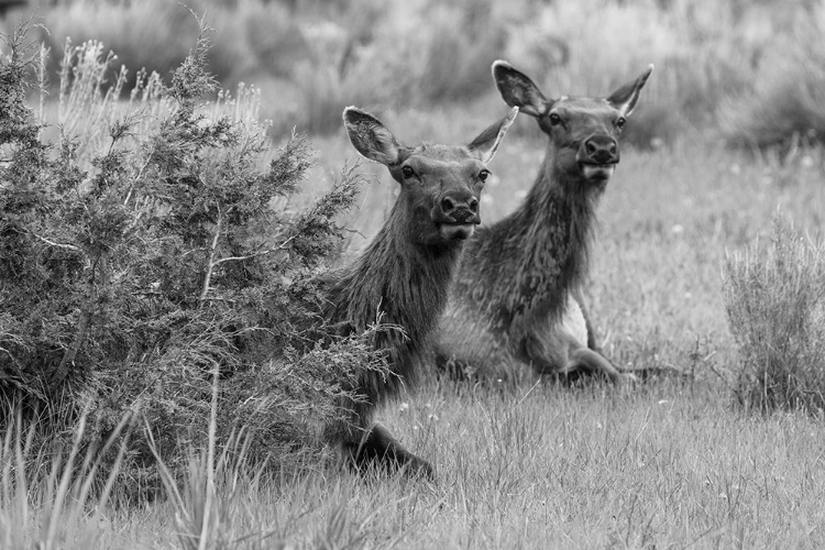 Picture of COW ELK IN MAMMOTH HOT SPRINGS, YELLOWSTONE NATIONAL PARK