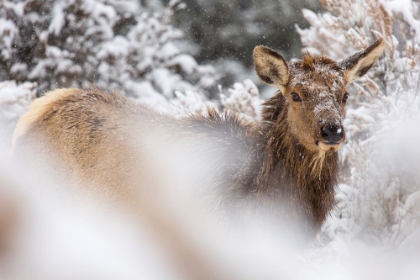 Picture of COW ELK IN SNOW, MAMMOTH HOT SPRINGS, YELLOWSTONE NATIONAL PARK