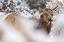 Picture of COW ELK IN SNOW, MAMMOTH HOT SPRINGS, YELLOWSTONE NATIONAL PARK