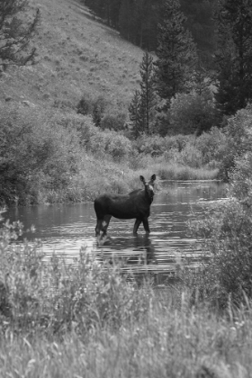 Picture of COW MOOSE, GALLATIN RIVER, YELLOWSTONE NATIONAL PARK