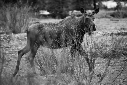 Picture of COW MOOSE, SODA BUTTE CREEK, YELLOWSTONE NATIONAL PARK