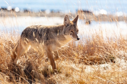 Picture of COYOTE AT YELLOWSTONE LAKE, YELLOWSTONE NATIONAL PARK