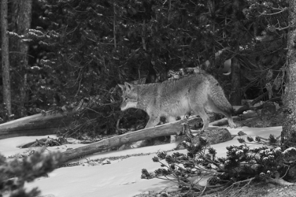 Picture of COYOTE NEAR CANYON, YELLOWSTONE NATIONAL PARK