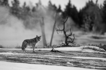 Picture of COYOTE STANDING NEAR BISCUIT BASIN, YELLOWSTONE NATIONAL PARK