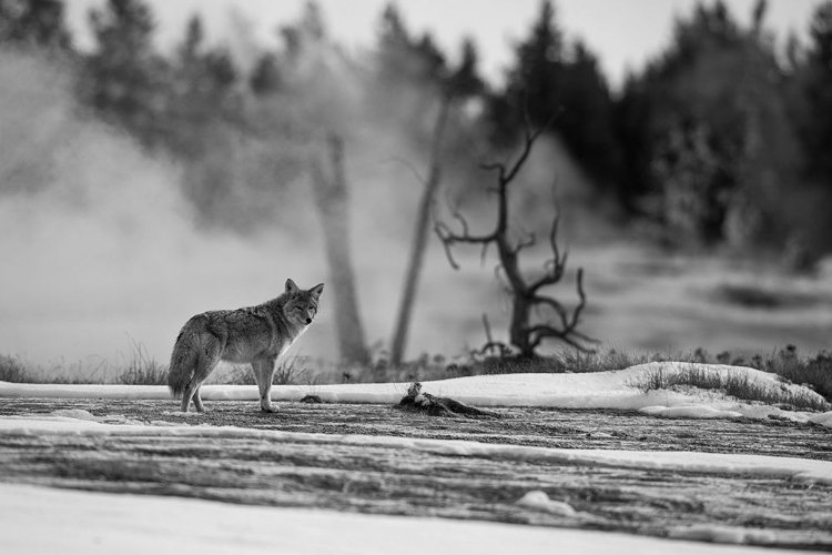 Picture of COYOTE STANDING NEAR BISCUIT BASIN, YELLOWSTONE NATIONAL PARK