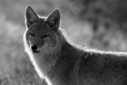 Picture of COYOTE, UPPER GEYSER BASIN, YELLOWSTONE NATIONAL PARK