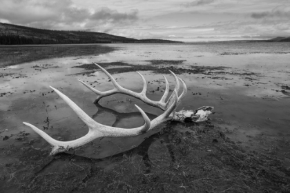 Picture of ELK ANTLERS, YELLOWSTONE LAKE, YELLOWSTONE NATIONAL PARK