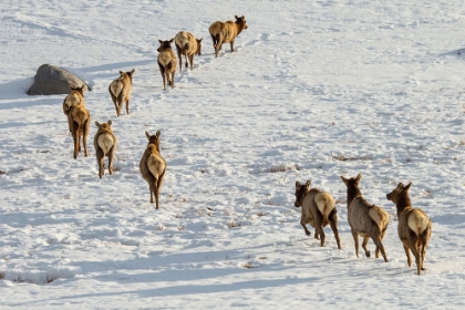 Picture of ELK ON THE MOVE, LAMAR VALLEY, YELLOWSTONE NATIONAL PARK