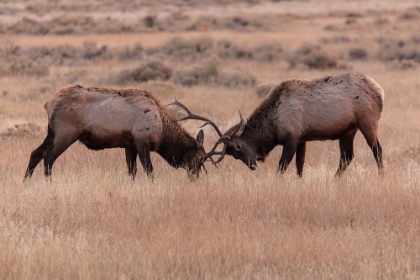 Picture of ELK SPARRING, YELLOWSTONE NATIONAL PARK