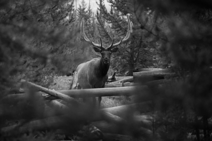 Picture of ELK, SEPULCHER MOUNTAIN TRAIL, YELLOWSTONE NATIONAL PARK