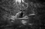 Picture of ELK, SEPULCHER MOUNTAIN TRAIL, YELLOWSTONE NATIONAL PARK