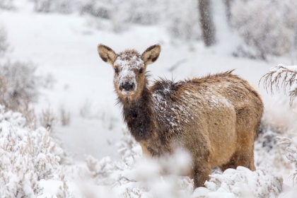 Picture of FEMALE ELK IN SNOW, MAMMOTH HOT SPRINGS, YELLOWSTONE NATIONAL PARK