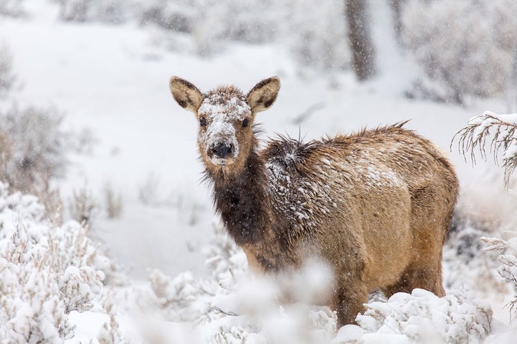 Picture of FEMALE ELK IN SNOW, MAMMOTH HOT SPRINGS, YELLOWSTONE NATIONAL PARK