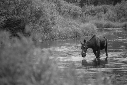 Picture of FEMALE MOOSE, GALLATIN RIVER, YELLOWSTONE NATIONAL PARK