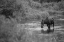 Picture of FEMALE MOOSE, GALLATIN RIVER, YELLOWSTONE NATIONAL PARK