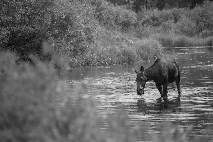 Picture of FEMALE MOOSE, GALLATIN RIVER, YELLOWSTONE NATIONAL PARK