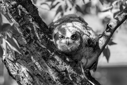 Picture of FLEDGED GREAT HORNED OWL CHICK, YELLOWSTONE NATIONAL PARK