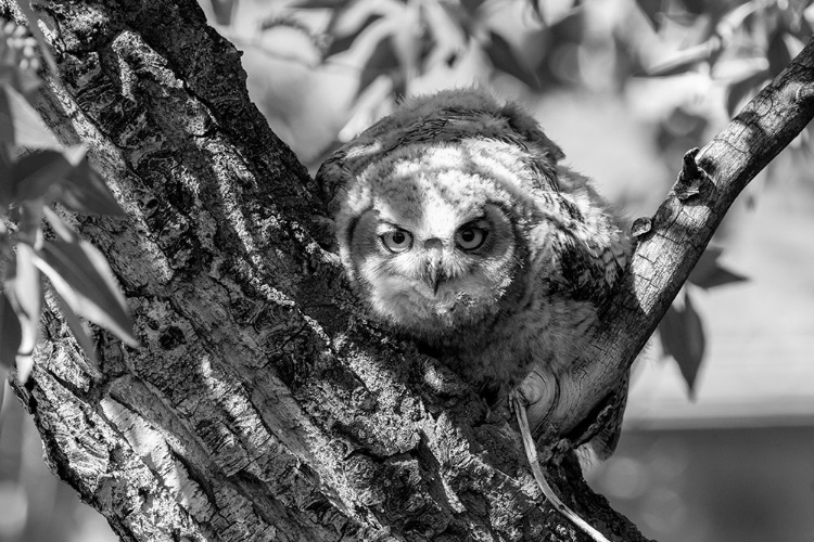 Picture of FLEDGED GREAT HORNED OWL CHICK, YELLOWSTONE NATIONAL PARK