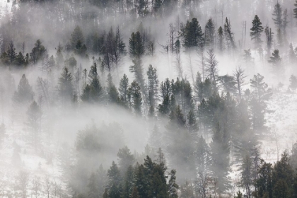 Picture of FOG IN LAMAR VALLEY, YELLOWSTONE NATIONAL PARK