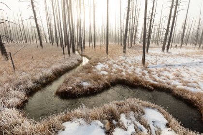 Picture of FOGGY MORNING AT TANGLED CREEK, YELLOWSTONE NATIONAL PARK